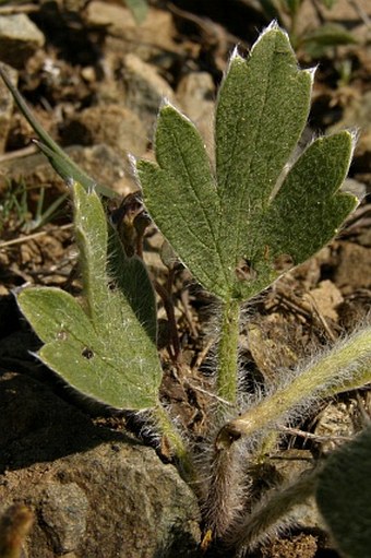 Ranunculus neocuneatus