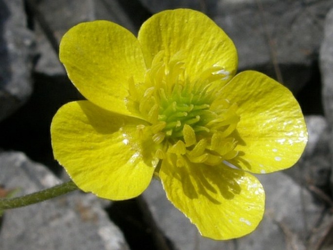 Ranunculus argyreus