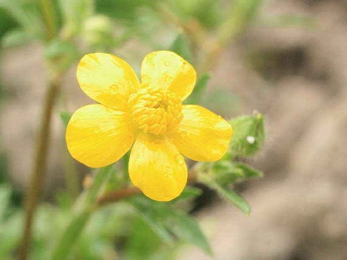 RANUNCULUS SARDOUS Crantz - pryskyřník sardinský / iskerník sardínsky