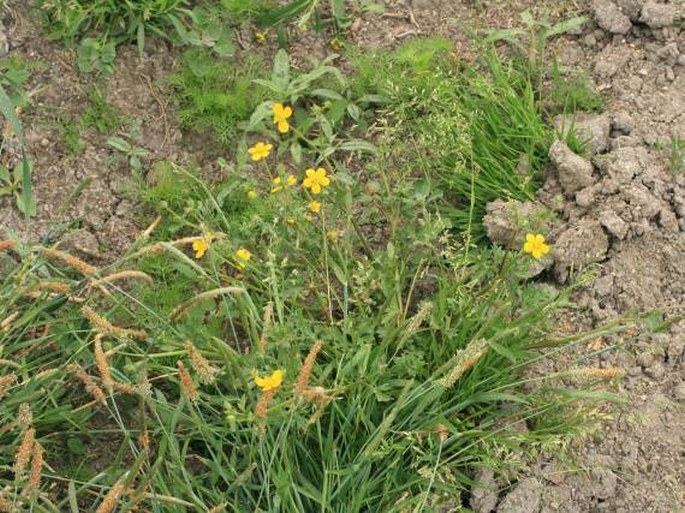 Ranunculus sardous