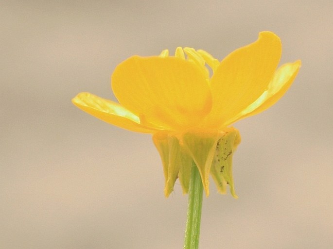 Ranunculus sardous