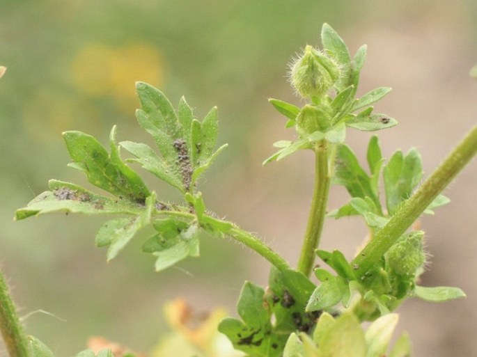 Ranunculus sardous