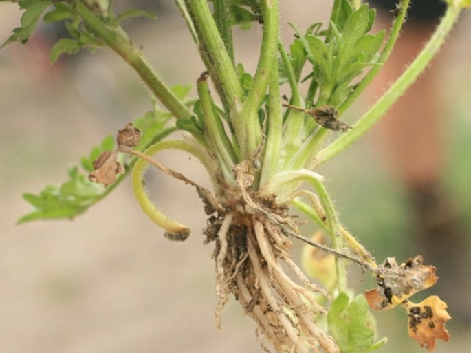 Ranunculus sardous