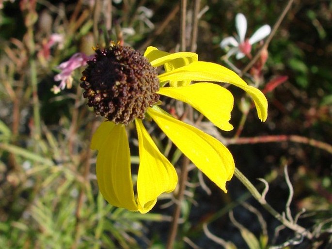 Ratibida pinnata