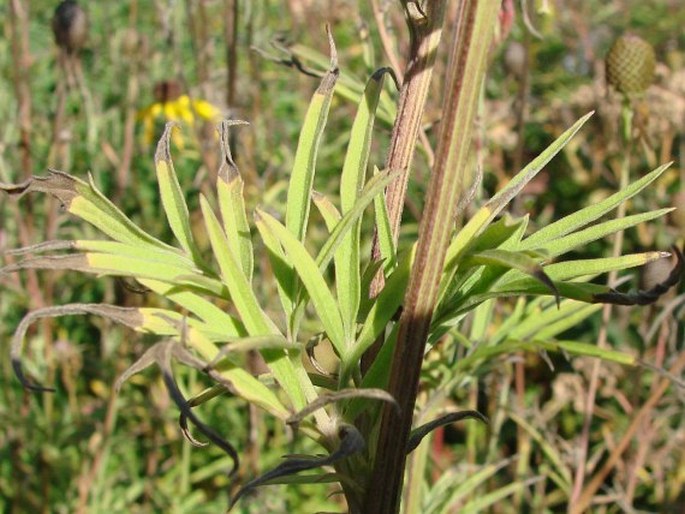 Ratibida pinnata