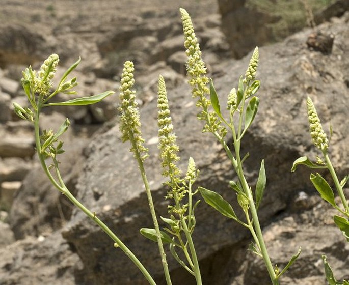 RESEDA SPHENOCLEOIDES Deflers – rýt / rezeda