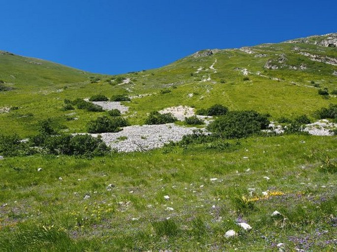 Rhamnus alpina subsp. alpina