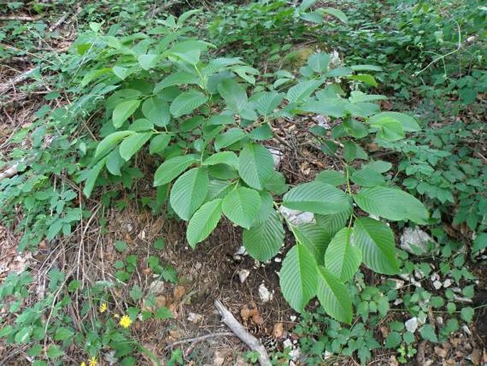 Rhamnus alpina subsp. fallax