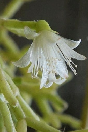 Rhipsalis cereuscula