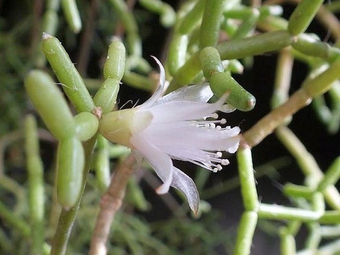 Rhipsalis cereuscula