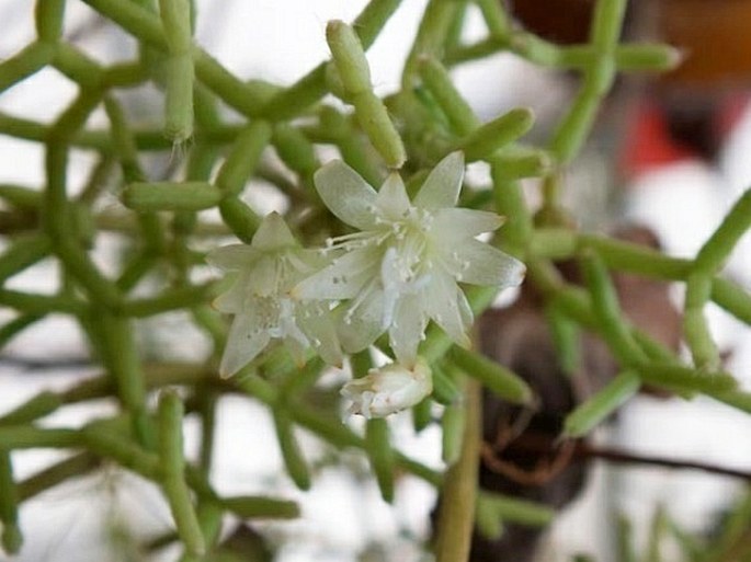 Rhipsalis cereuscula