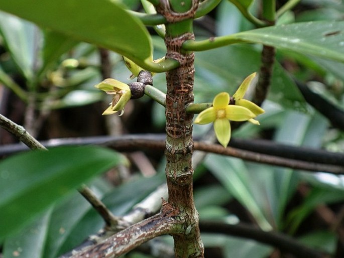 Rhizophora apiculata