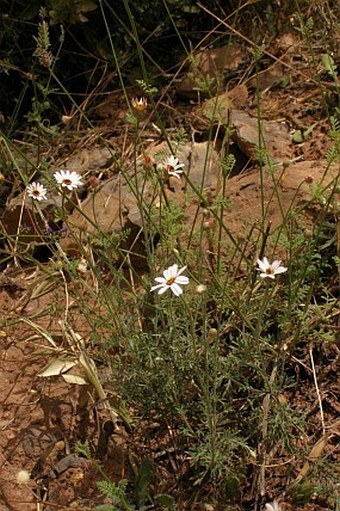 Rhodanthemum gayanum