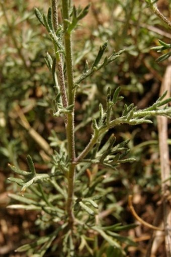 Rhodanthemum gayanum