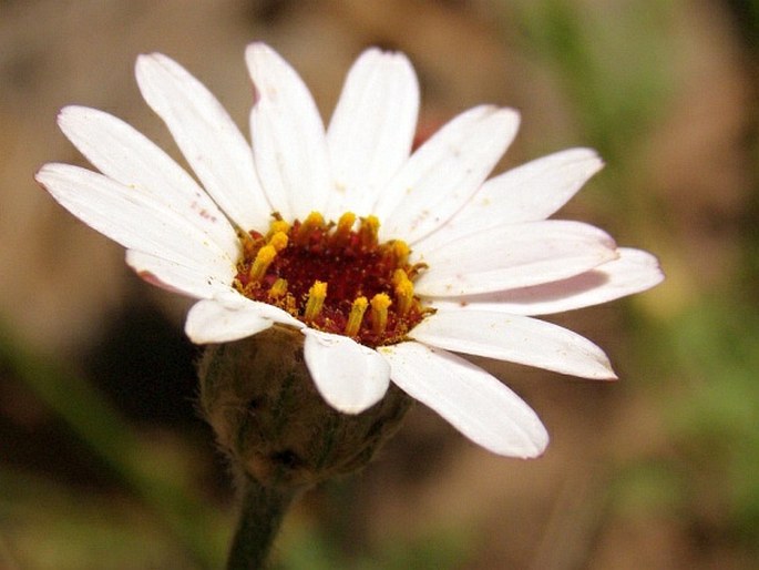 Rhodanthemum gayanum