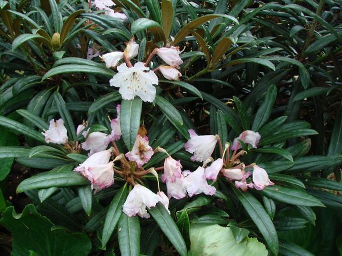 RHODODENDRON MAKINOI Tagg ex Nakai – pěnišník / rododendron