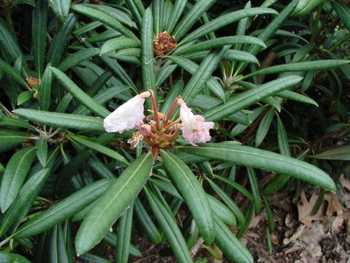 Rhododendron makinoi