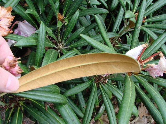 Rhododendron makinoi