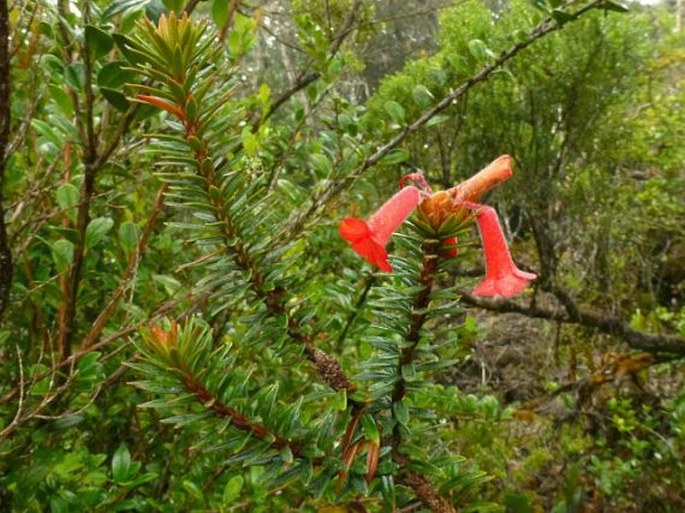 Rhododendron adinophyllum