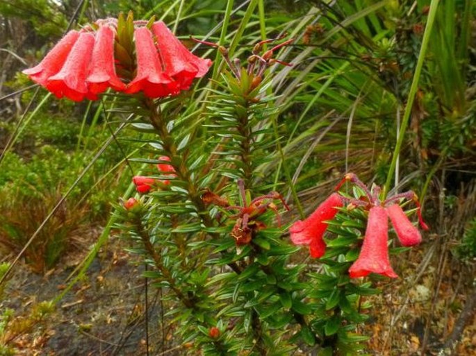 Rhododendron adinophyllum