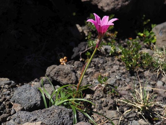 RHODOPHIALA ANDICOLA (Poepp.) Traub