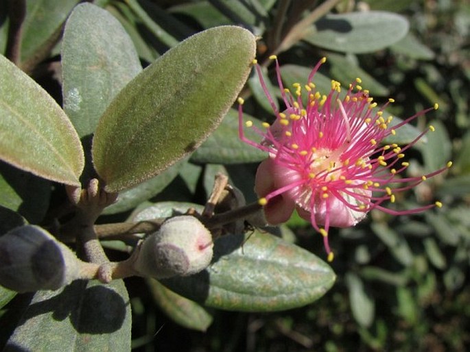 RHODOMYRTUS TOMENTOSA (Aiton) Hassk.