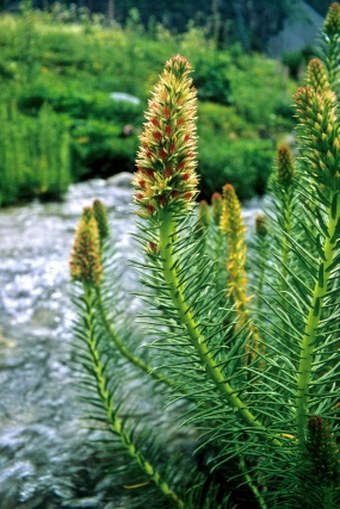 Rhodiola semenovii