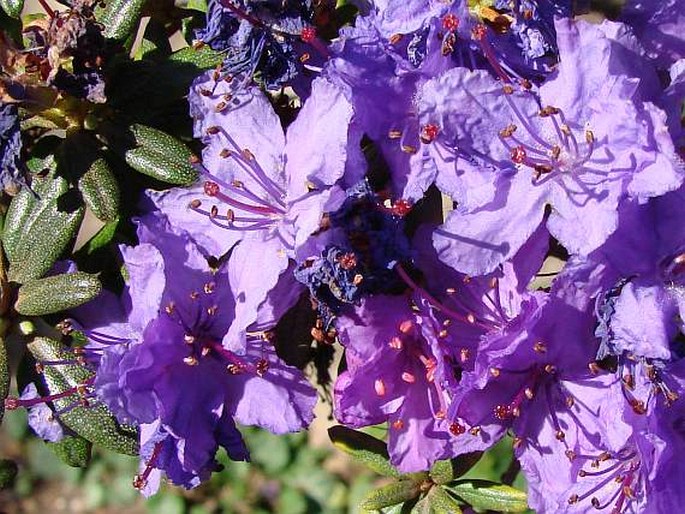 Rhododendron tapetiforme