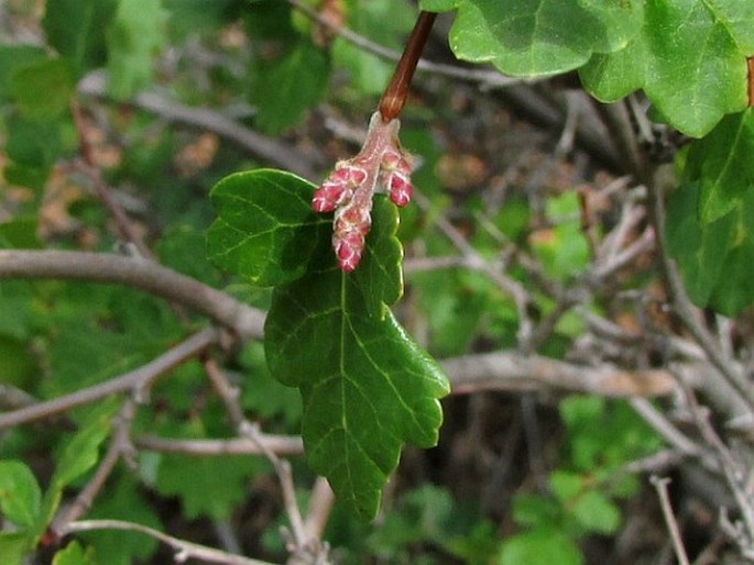 RHUS TRILOBATA Nutt. - škumpa / sumach