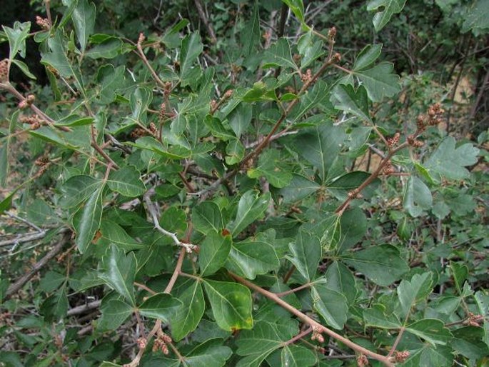 Rhus trilobata