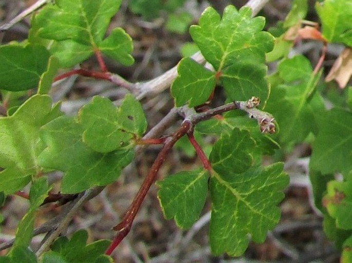 Rhus trilobata