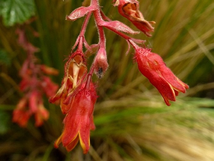 Ribes andicola