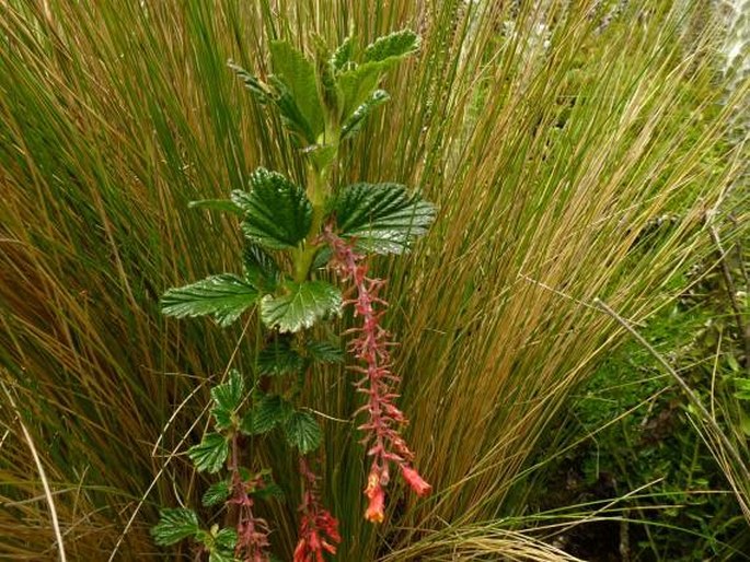 Ribes andicola