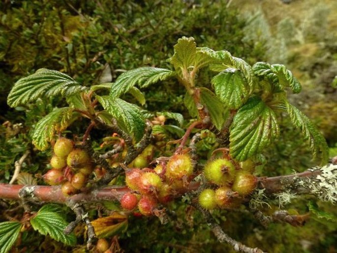 Ribes andicola