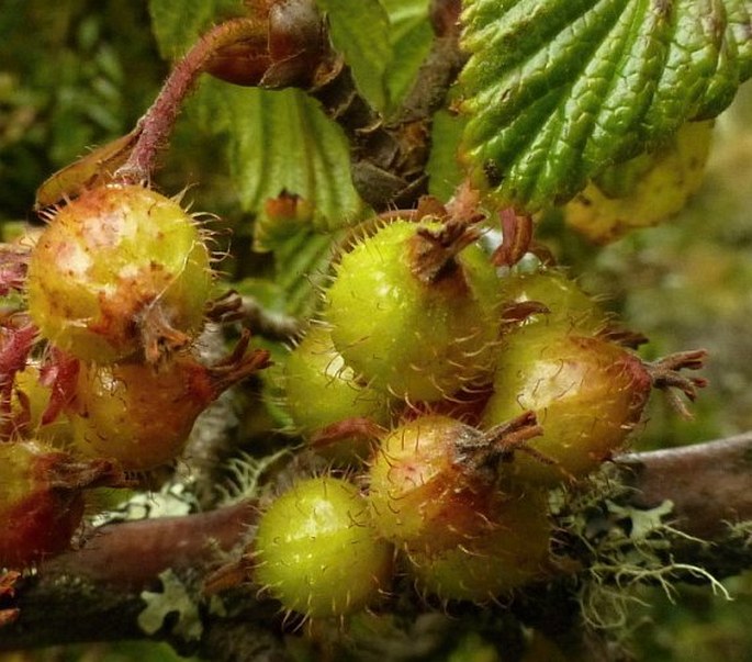 Ribes andicola