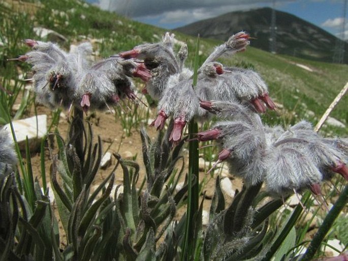 RINDERA CAESPITOSA (A. DC.) Bunge