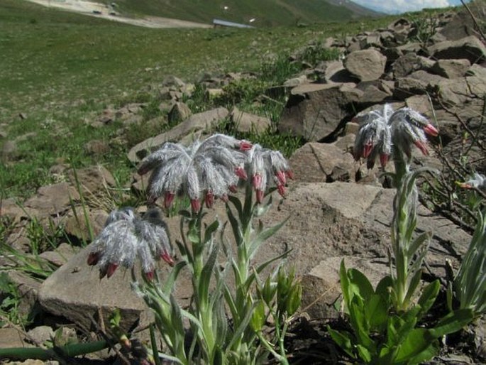 Rindera caespitosa