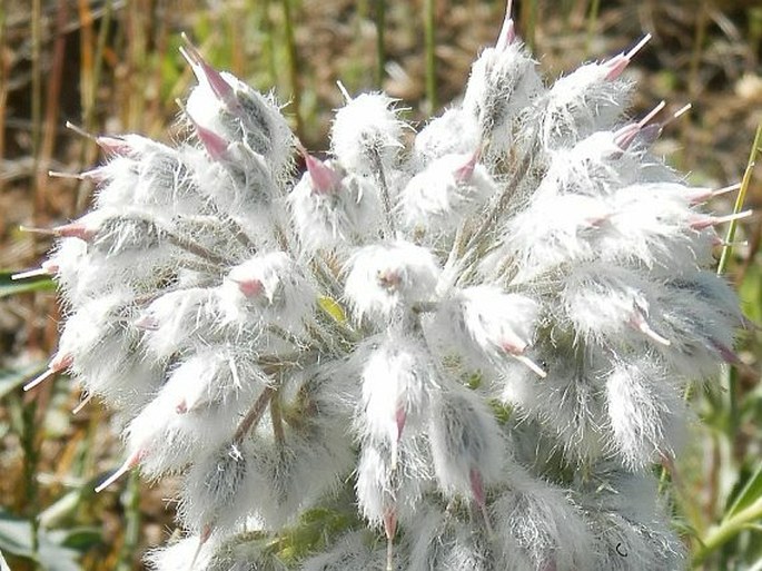 Rindera lanata