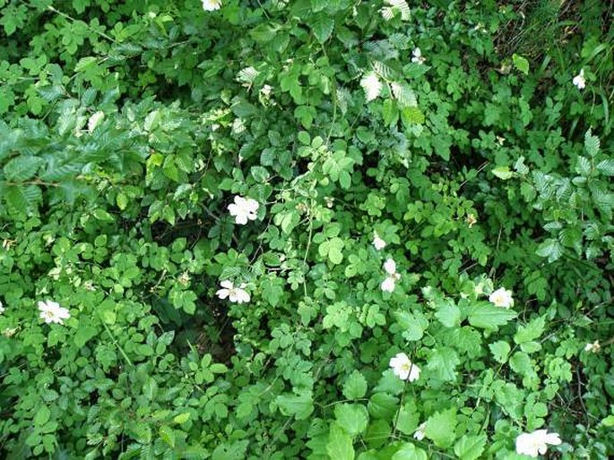 Rosa arvensis