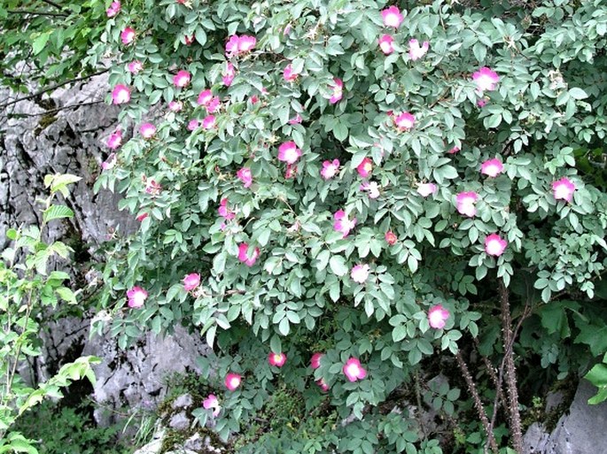 Rosa glauca