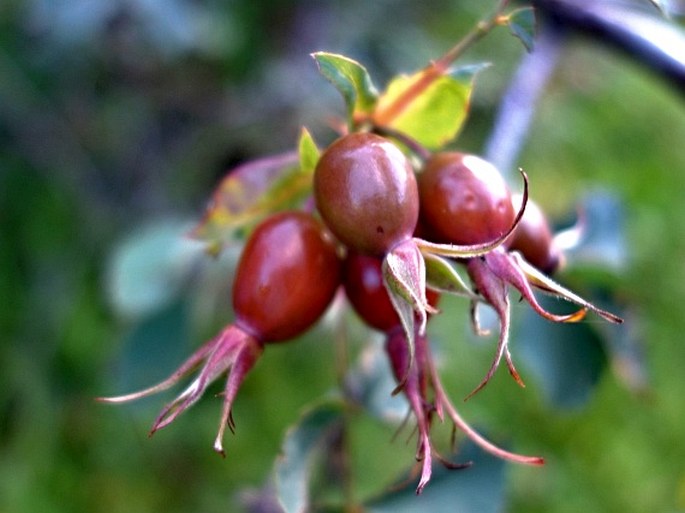 Rosa glauca