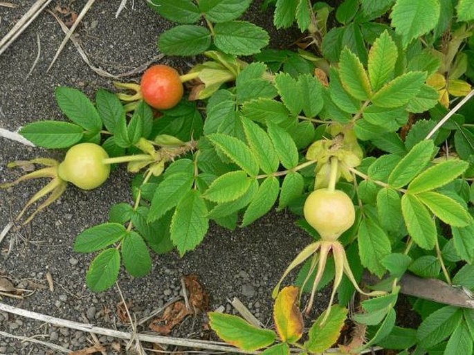 Rosa rugosa