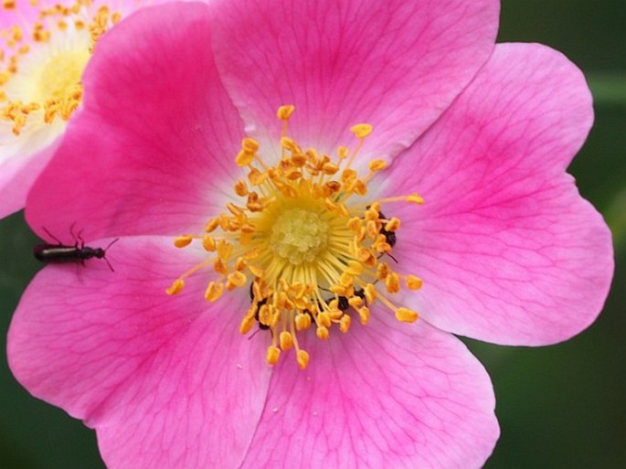 Rosa sherardii