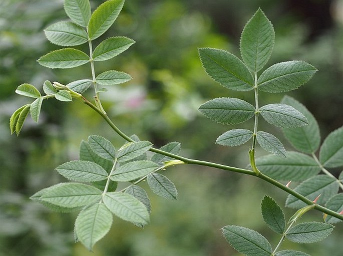 Rosa sherardii