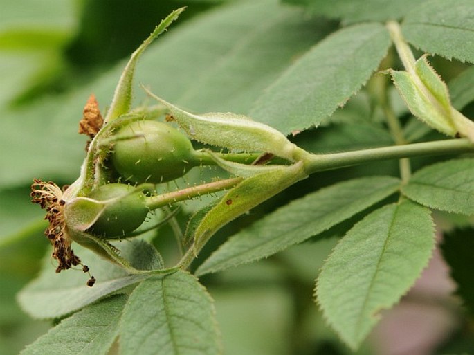 Rosa sherardii