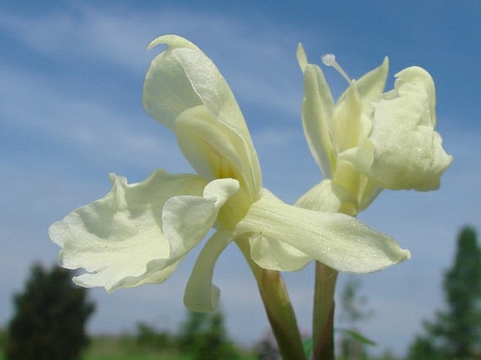 Roscoea cautleoides