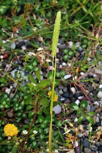 Rostraria cristata