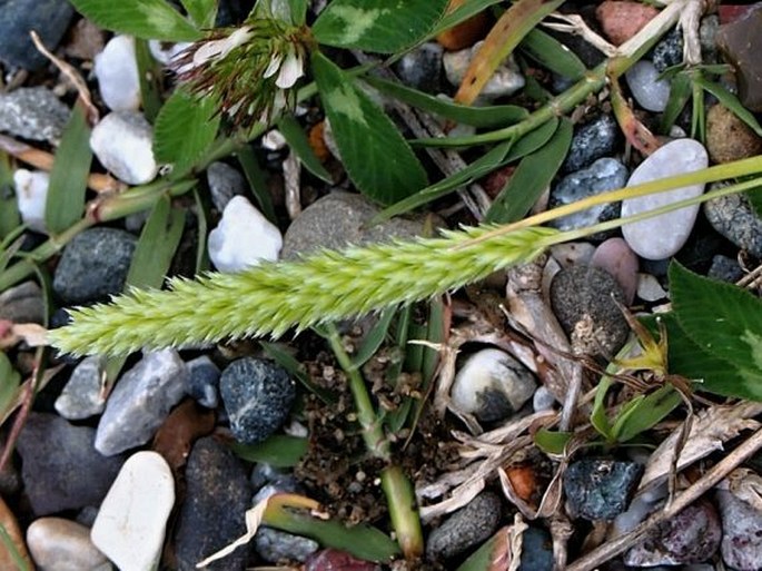 ROSTRARIA CRISTATA (L.) Tzvelev – smělka hřebenitá