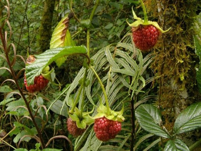 Rubus coriaceus