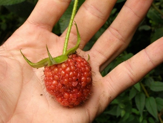 Rubus coriaceus